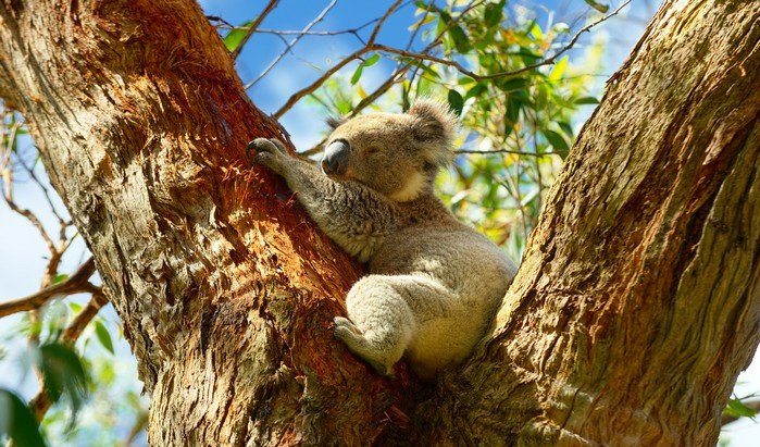 Sprachreisen Australien